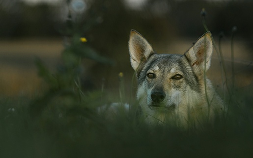 chien loup tchèque tchècoslovaque ou de saarloos