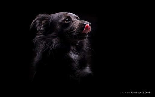 petit chien noir et blanc