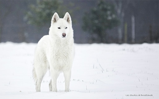 husky de siberie blanc siberien