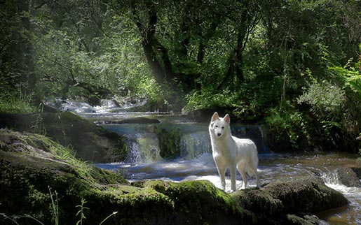 husky siberien blanc de sibérie