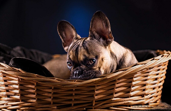 portrait chien bouledogue français